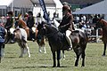 Exmoor stallion, Dunkery Wigeon in the Mountain and Moorland pony championship at the Royal Highland Show 2018, ridden by Hayley Reynolds