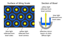 Structural coloration through selective mirrors in the emerald swallowtail Emerald Swallowtail Papilio palinurus scale structure diagrams.svg