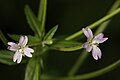 Epilobium glaberrimum 3835. 
 JPG