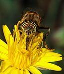 Slamflugor (Eristalinus)