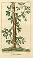 Bejuco de caro (Cissus trifoliata)