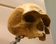Florisbad skull, Homo helmei holotype (0.294-0.224 Ma)