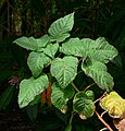 Fuchsia splendens 1. jpg