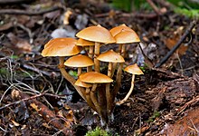 Galerina patagonica at Marriott Falls Track, Tasmania, Australia Galerina patagonica 5927.jpg