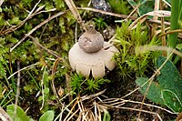 Hvězdovka pastvinná (Geastrum schmidelii)