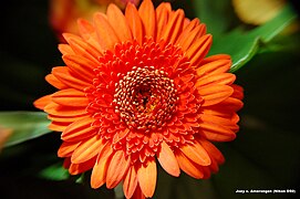 Une Astéracée à fleur double (Gerbera).