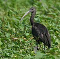 O ibis Plegadis falcinellus.