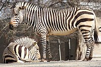 Hartmann's Mountain Zebra