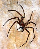 Heteropoda maxima