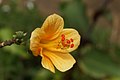 Hibiscus boryanus orange flower.JPG