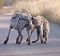 挨拶する2頭のブチハイエナ（ジンバブエ、クルーガー国立公園）