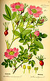 Rosa majalis dari buku Otto Wilhelm Thomé, Flora von Deutschland, Österreich und der Schweiz 1885