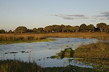 Eine Wasserfläche umgeben von hohem Gras, im Hintergrund eine Reihe Bäume, alles von goldgelbem Abendlicht beschienen.