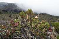 Protea caffra kilimandscharica is een ondersoort die groeit op de Kilimanjaro.