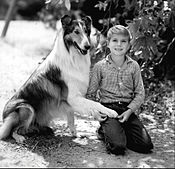 Jon Provost starred as Timmy Martin during the middle years of the series (1957-1964), which were syndicated as Timmy & Lassie Lassie Jon Provost 1961.JPG