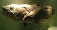 Coelacanth (preserved specimen)