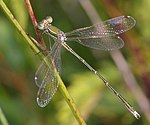 Lestes barbarus – Männchen