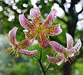 Lilium 'Slate Morning'.