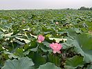 A lotus field in Hubei province, People's Republic of China