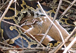 Indian python swallowing a chital