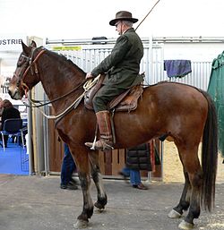 Maremmano mit Buttero und typischer Hirtenausrüstung