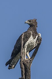 Martial eagle Polemaetus bellicosus Zimbabwe