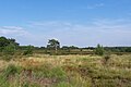 Mechelse Heide in Nationaal Park Hoge Kempen