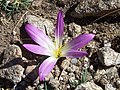 Miniatura para Colchicum montanum