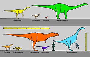 Size comparison between some of the [dinosaurs...