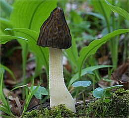 Puslaisvis briedžiukas (Morchella semilibera)