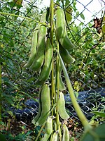 Mucuna pruriens Южный Майами, Флорида, США. Натурализованная травка. Плод покрыт раздражающими волосками.