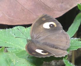 Dorsal view