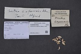 Austromitra capensis