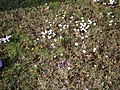 Meadow with naturalised crocusses