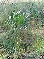 Sabal palmetto