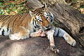 Panthera tigris altaica at Zürich Zoological Garden 04.jpg