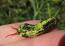 Papilio demodocus larva IMG 8543s.jpg