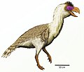 Miniatura para Paraphysornis brasiliensis