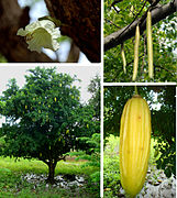 Parmentiera es un árbol bignoniáceo muy emparentado con los "árboles de las calabazas" (Crescentia y Amphitecna) que al igual que ellos pertenece a las regiones tropicales de América,[167]​ puede ser llamado "árbol calabacero silvestre" o similares por "wild calabash",[167]​ sus frutos son parecidos a pepinos y sus nombres más comunes lo llaman "árbol de vela" o "de cera", entre muchos otros nombres.[167]​