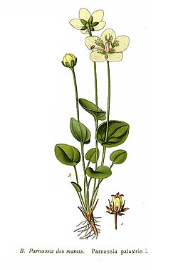 Suovilukko (Parnassia palustris)