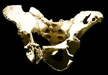 La pelvis 1 completa de la Sima de los Huesos