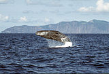 Physeter macrocephalus jumping.jpg