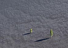 Sur un sol pentu et uniformément gris et vide, jaillissent deux cônes verts.