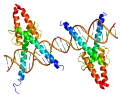 Белок MYOD1 PDB 1mdy.png