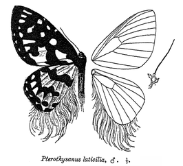 Pterothysanus laticilia