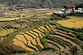 Punakha