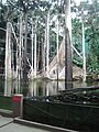 Flooded Forest sergisi