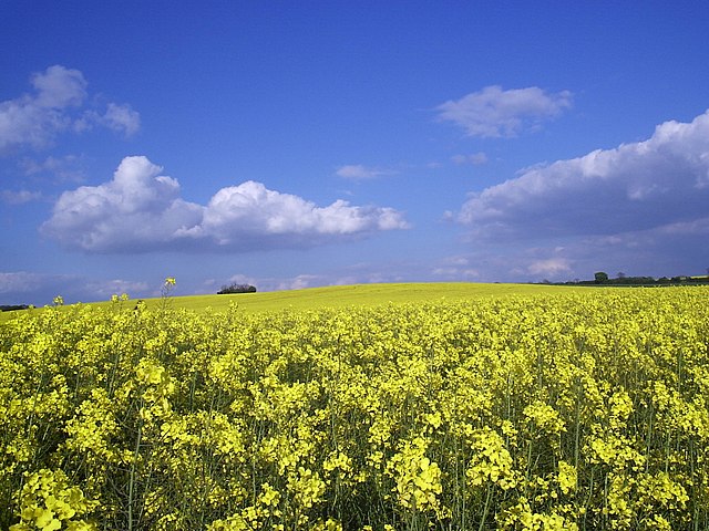 View of a rapeseed field at Grendon, Northamptonshire