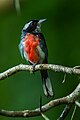 Red-breasted chat