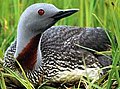 Red-throated Diver Gavia stellata rødstrubet lom Rødstrubet lom